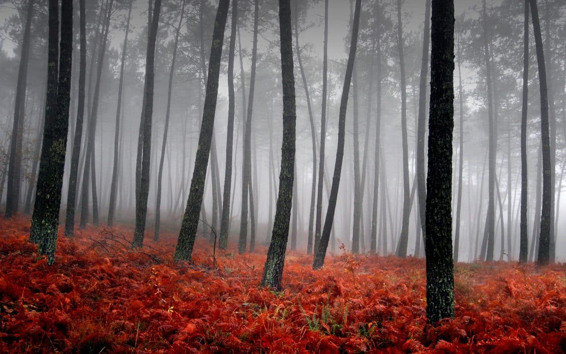 природа деревья туман загрузить