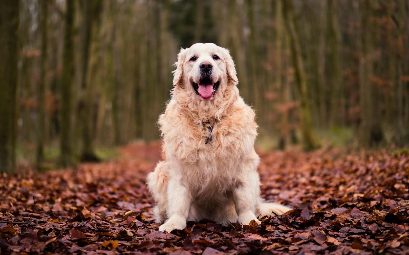 A dog sitting in a forest Description automatically generated with medium confidence