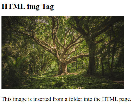 How To Add Image In HTML From A Folder 