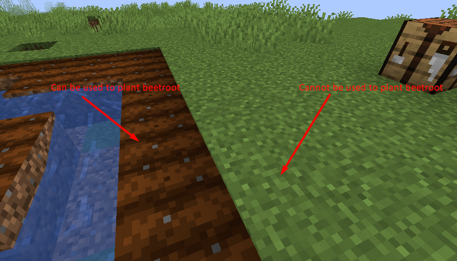 How To Make A Beetroot Farm In Minecraft